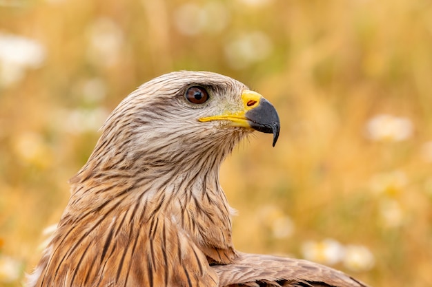 Close-up Portret Brown Kite