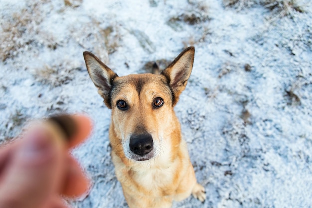 Close-up portret z góry szczęśliwy rudy kundel pies siedzi i patrząc na kamery