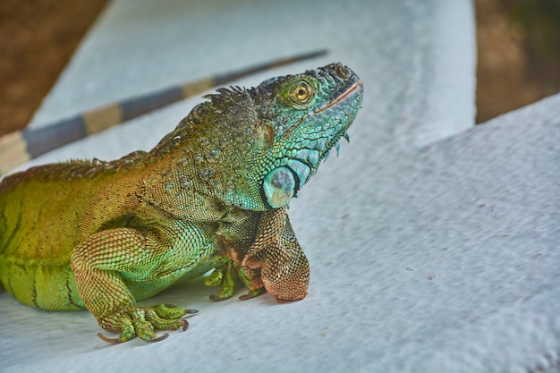 Zdjęcie close-up portret zielonego pacific iguana stojąc nieruchomo w spoczynku.