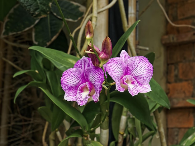 Close-up Różowe Kwiaty Orchidei Z Selektywną Ostrością