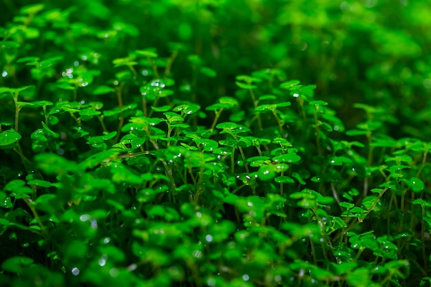 Close-Up świeżego zielonego mchu w szklarni na niewyraźne tło z selektywną ostrością. Zdjęcie zostało zrobione w ogrodzie botanicznym. Moskwa, Rosja.