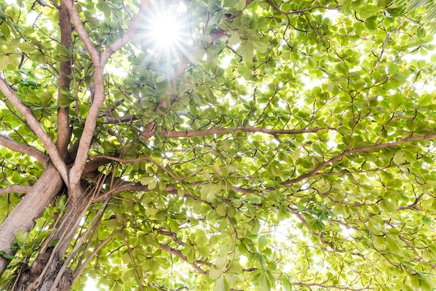 Close-up widok starego i wielkiego drzewa, od dołu do treetop z zielonymi liśćmi