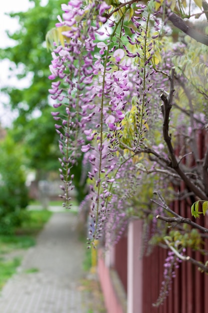 Zdjęcie close-up wisteria kwiaty wiszące na ogrodzeniu na ulicy