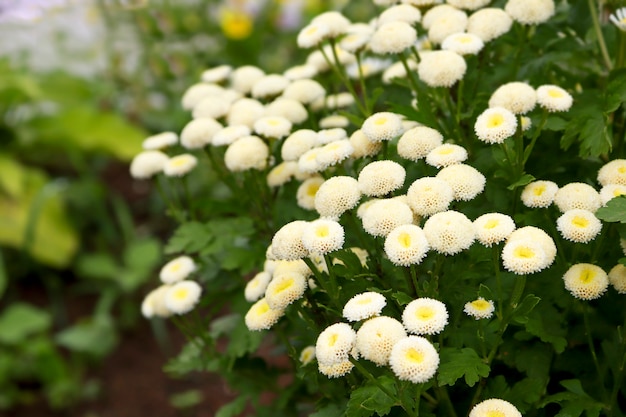 Close-up z białych kwiatów kwitnących na zewnątrz, tło rumianku.