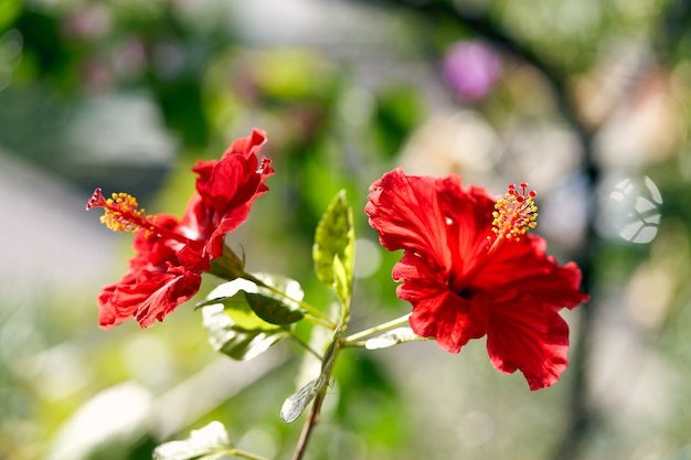 Close-up z dwóch kwiatów hibiskusa w jasny słoneczny dzień. Wysokiej jakości zdjęcie