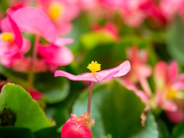 Close-up z jasnym kwiatem Begonia semperflorens. Selektywne skupienie. Kwiaty domowe