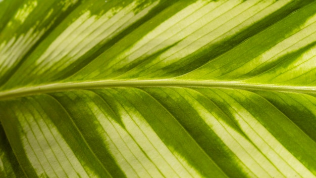 Zdjęcie close-up z naturalnych liści łodygi roślin z teksturą