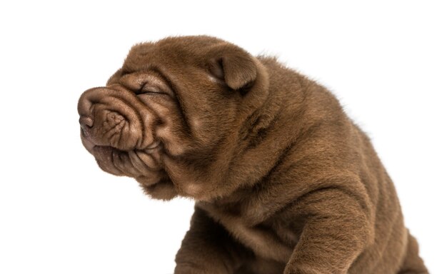 Close-up z Shar Pei puppy na białym tle