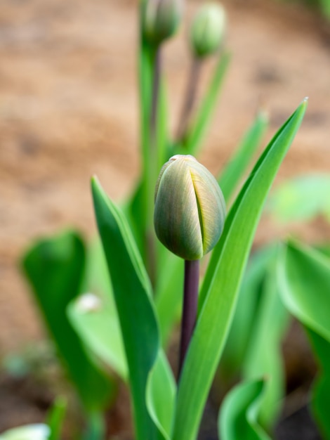 Close-up Z Zielonym Tulipanem Bud Gotowy Do Kwitnienia Na Wiosn?. Flora, Kwiaty