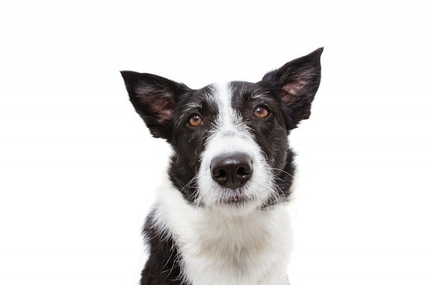 Close-up zmartwiony lub smutny pies rasy border collie.