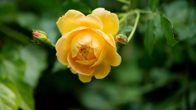 Close-Up żółtej Róży Kwitnącej W Ogrodzie Jesienią