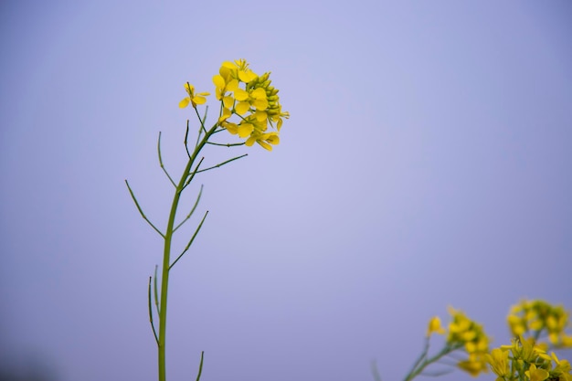Closeup Focus Piękny kwitnący żółty kwiat rzepaku z rozmytym tłem