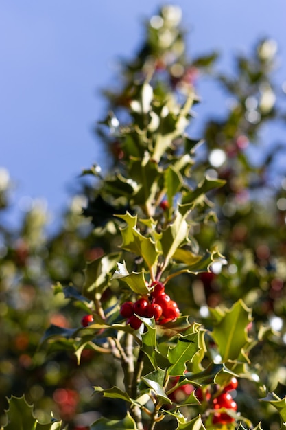 Closeup of holly ro?lin Zamknij si? holly drzewa z czerwonymi jagodami Bo?e Narodzenie ro?lin i koncepcji owoców