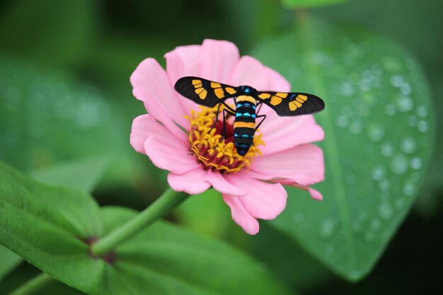 Ćma osy lub euchromia polymena wysysająca sok z różowego kwiatu z rozmytym tłem