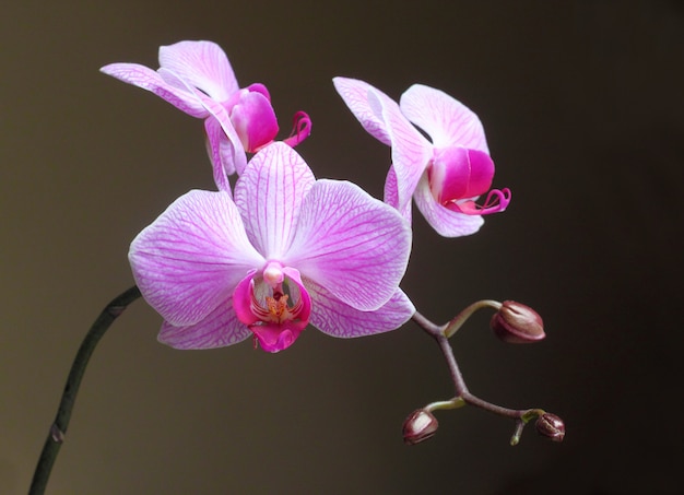 Ćma Storczykowy kwiat na ciemnym tle (Phalaenopsis)