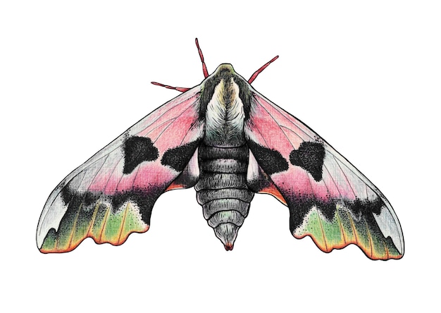 Zdjęcie Ćma z kolorowymi skrzydłami ilustracja z kolorowymi kredkami na papierze