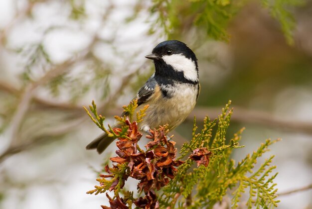Coal Tit Periparus ater Zimny jesienny poranek Ptak siedzi na gałęzi tui i zjada nasiona