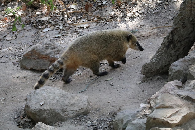 Coati idący po skałach