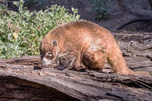 Coatimundi lub Coati Walking on a Log