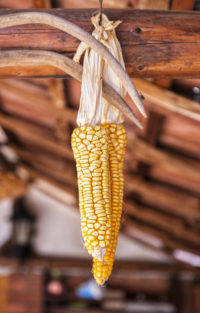 COB kukurydzy