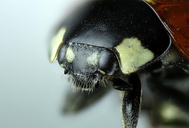 Zdjęcie coccinellidae, biedronka, głowa biedronki, 5x ekstremalne makro, izolowana, nauka o przyrodzie i entomologii