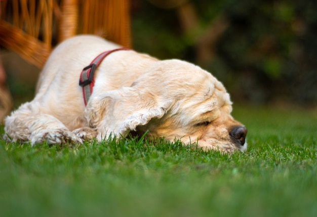 Cocker spaniel amerykański leży na trawie