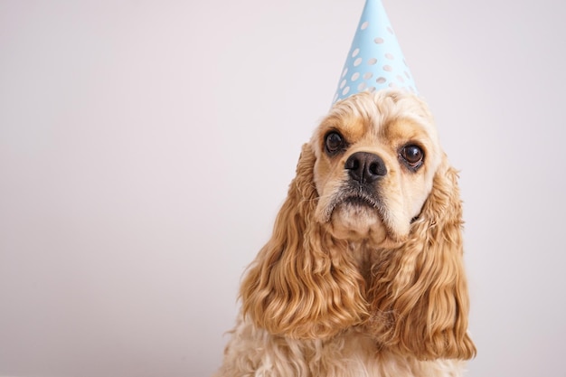 Cocker spaniel amerykański na kolorowym tle miejsca na tekst