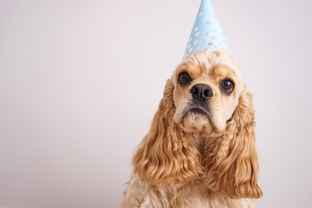 Cocker spaniel amerykański na kolorowym tle miejsca na tekst