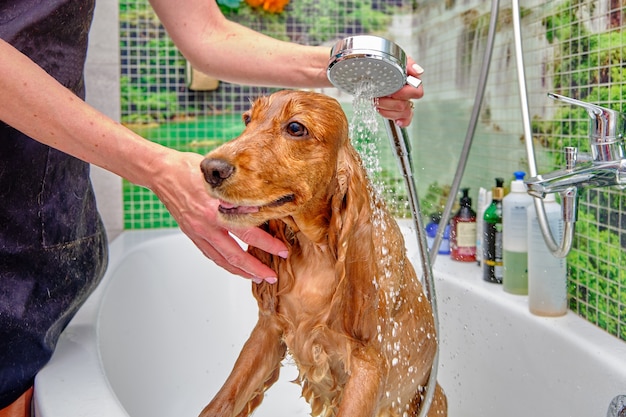 Cocker spaniel angielski bierze prysznic z konewki w łazience