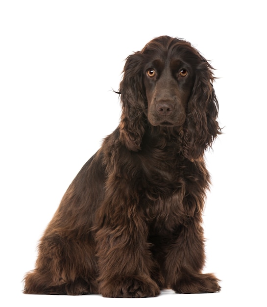 Cocker Spaniel angielski na białym tle
