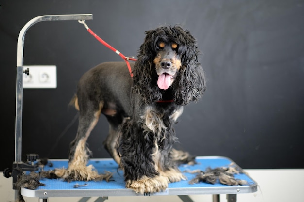 Cocker spaniel angielski nieoszlifowany na stole do pielęgnacji