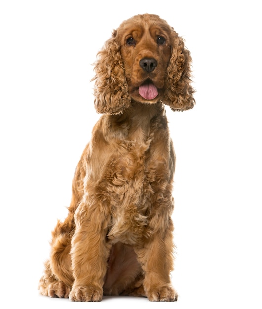 Cocker Spaniel angielski siedzi przed białą ścianą