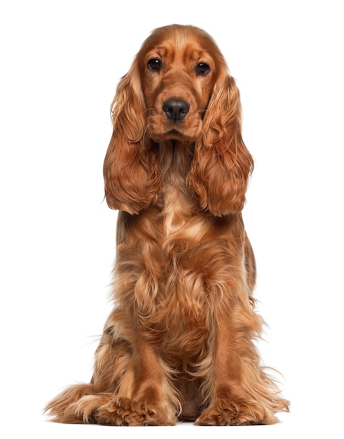 Cocker spaniel angielski siedzi