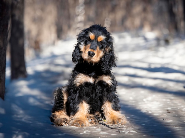 Cocker spaniel angielski w naturze zimą