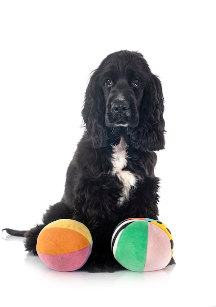 Cocker Spaniel angielski