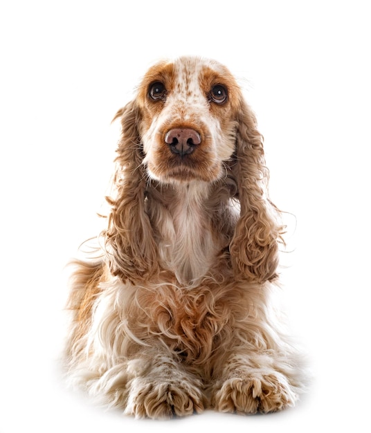 Cocker spaniel angielski