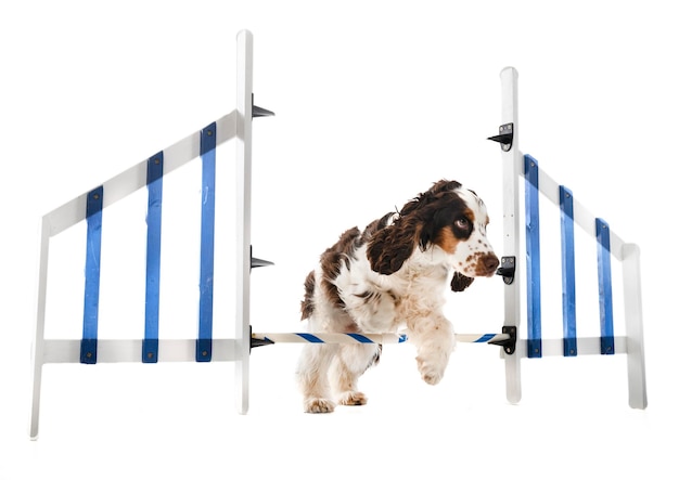 Cocker spaniel angielski