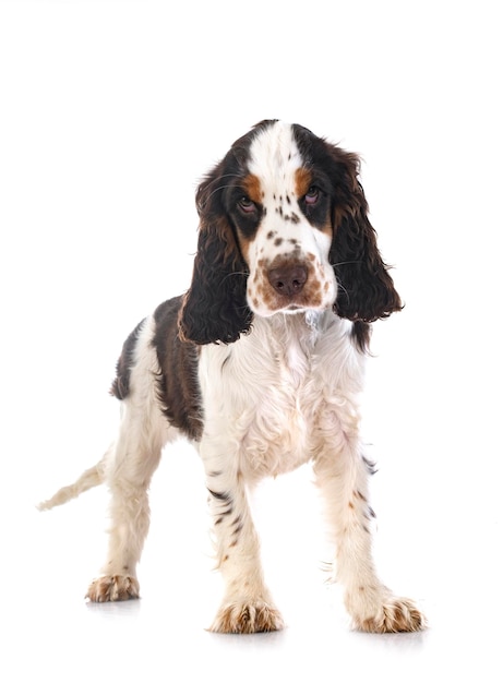 Cocker spaniel angielski