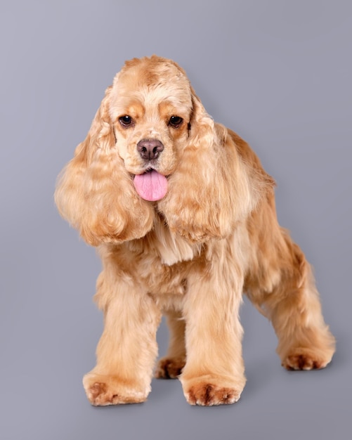 Cocker spaniel po pielęgnacji zbliżenie Zdjęcie pionowe