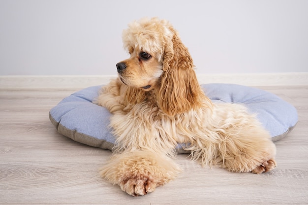 Cocker Spaniel szczeniak odpoczywa na swoim nowym łóżku psa, na szarym tle.