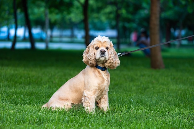 Cocker spaniel zwierzak z obrożą i smyczą w parku