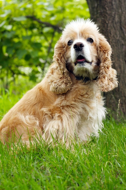 Cocker spaniel