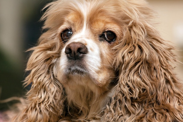 Cocker spaniel