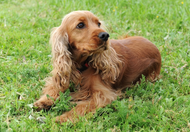 Cocker Spaniel