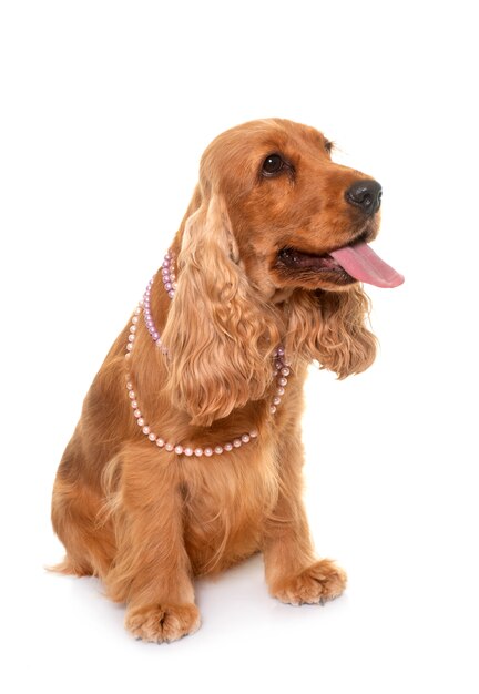 Cocker Spaniel