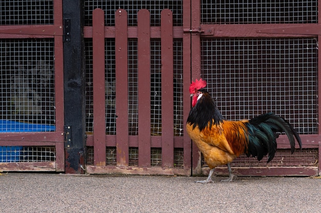 Cockng idzie w pobliżu ogrodzenia na farmie