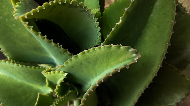 Cocor bebek Kalanchoe pinnata słynie z metody rozmnażania przez pąki liściowe Popularna jako ozdoba roślina domowa