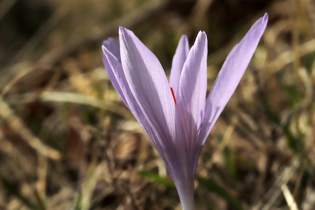 Colchicum Autumnale L Autumn Crocus Turkey