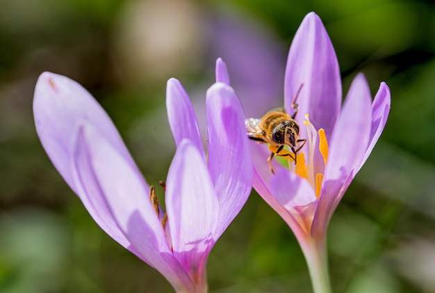 Colchicum autumnale powszechnie znany jako jesienny krokus łąkowy szafran lub nagie panie