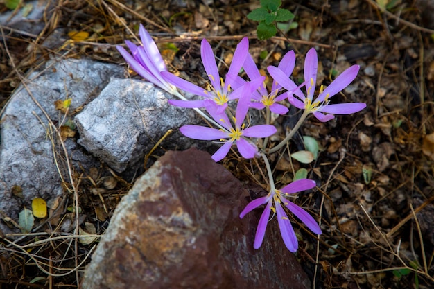 Colchicum baytopiorum to gatunek rośliny pochodzący z zachodniej Turcji i greckiej wyspy Rodos